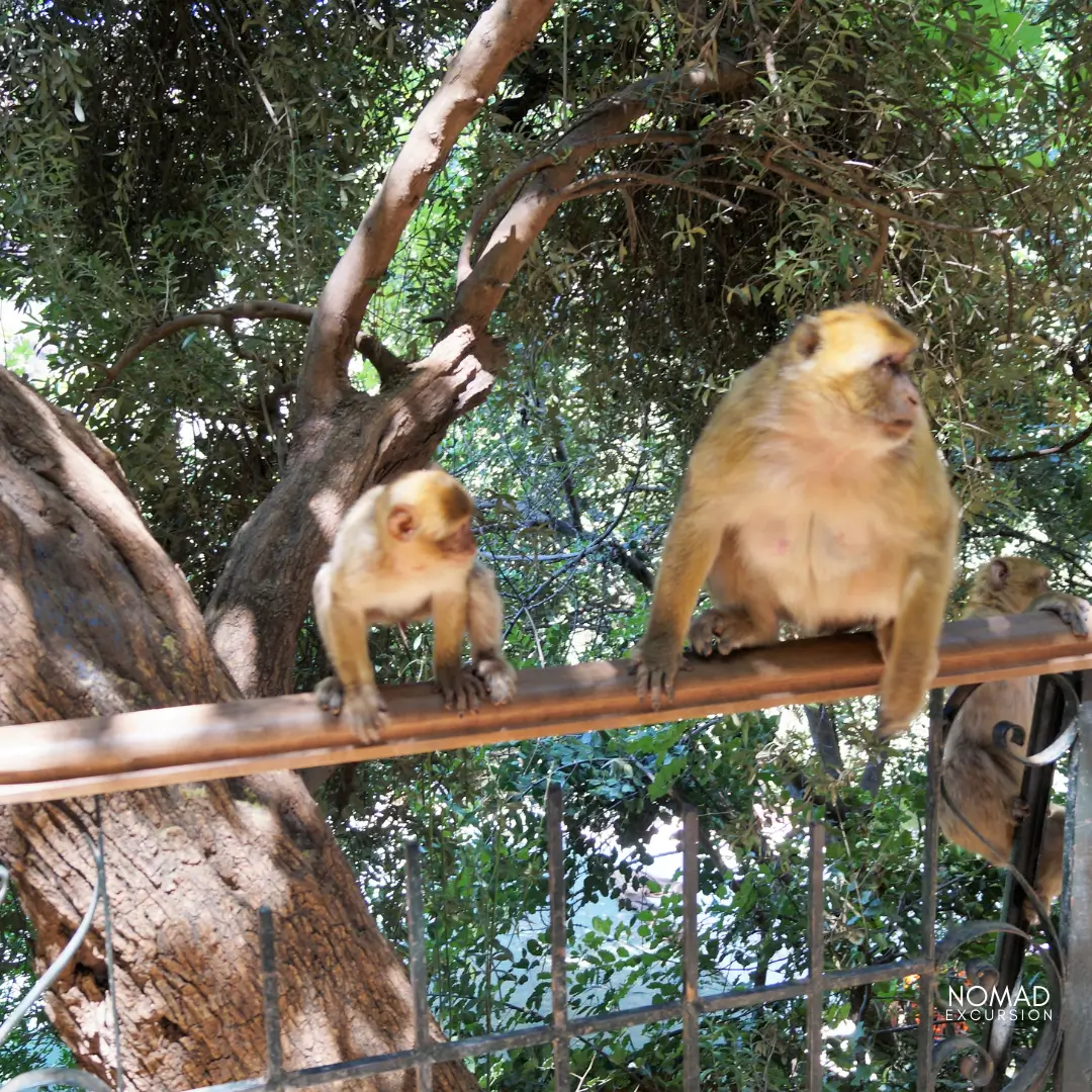 Ouzoud Waterfalls Wildlife Barbary Macaques